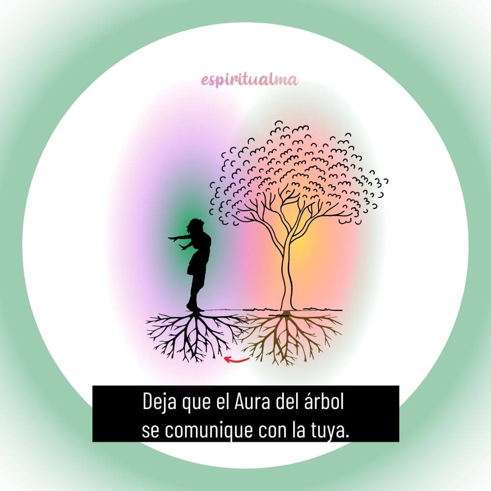 Cómo conectar con el Aura de los árboles