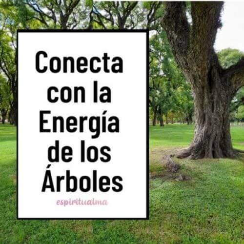 Conectar con la energía de los árboles