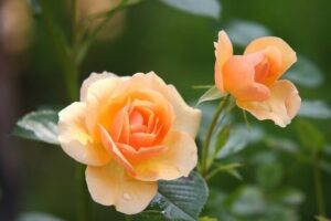 Simbolismo y Poderes Mágicos de las Rosas 