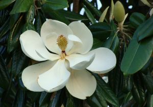 Significado del color de las flores de magnolia