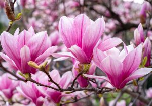 Simbolismo espiritual de la magnolia